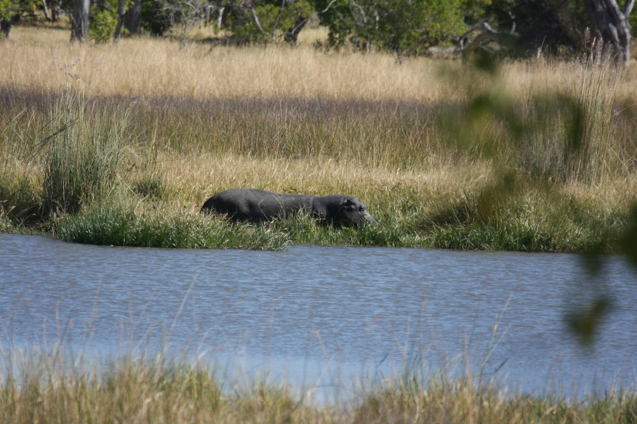 [19629] 2016_06_28_05_24_29_Africa_Canon_EOS_40D_IMG__00662.jpg
