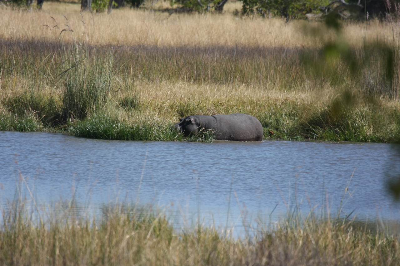 [19658] 2016_06_28_05_26_56_Africa_Canon_EOS_40D_IMG__10505.jpg