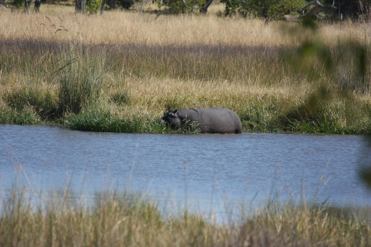 [19660] 2016_06_28_05_26_56_Africa_Canon_EOS_40D_IMG__10507.jpg