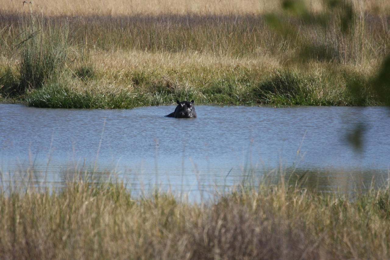 [19675] 2016_06_28_05_27_25_Africa_Canon_EOS_40D_IMG__10512.jpg