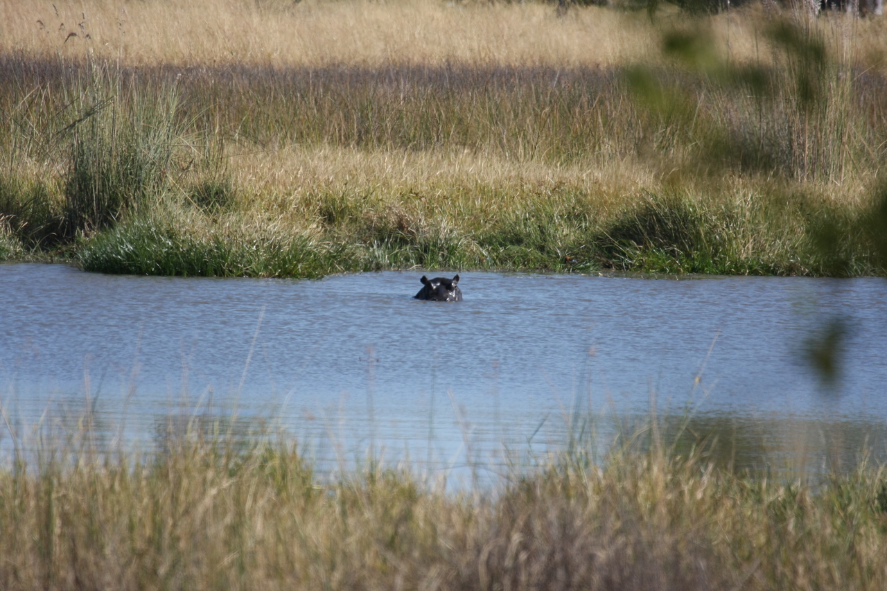 [19677] 2016_06_28_05_27_27_Africa_Canon_EOS_40D_IMG__00681.jpg