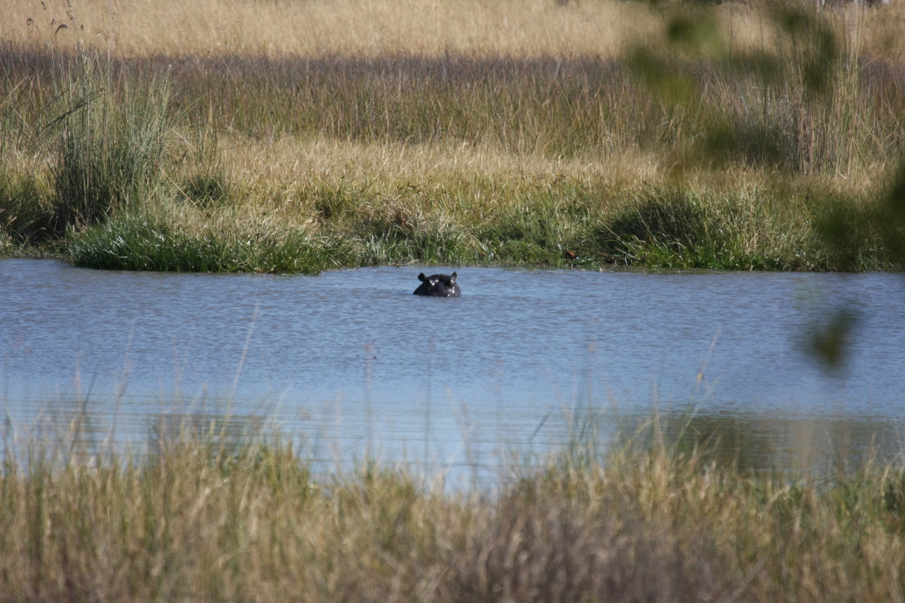 [19684] 2016_06_28_05_27_27_Africa_Canon_EOS_40D_IMG__10516.jpg