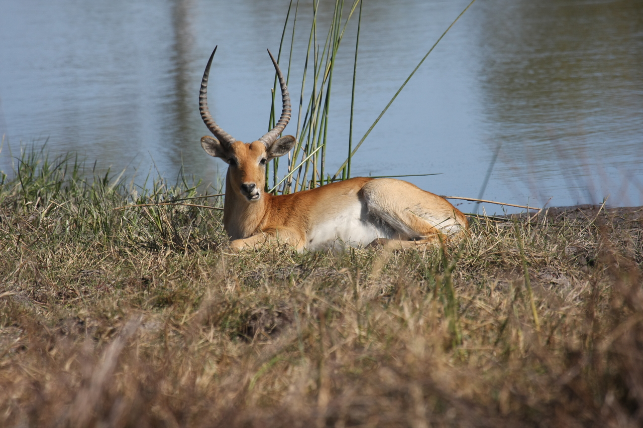 [19734] 2016_06_28_05_32_56_Africa_Canon_EOS_40D_IMG__03087.jpg