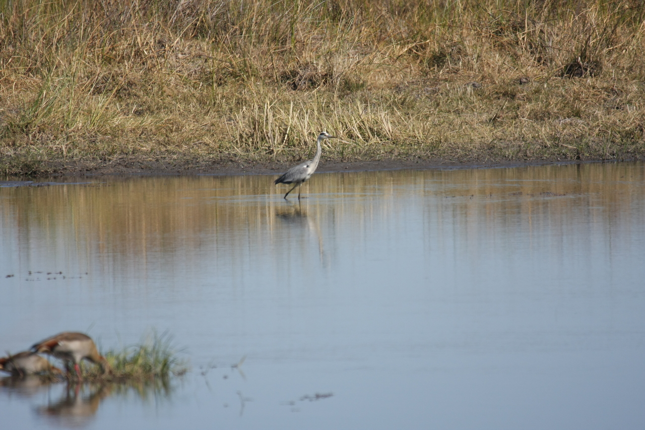 [19741] 2016_06_28_05_33_07_Africa_Canon_EOS_40D_IMG__00705.jpg
