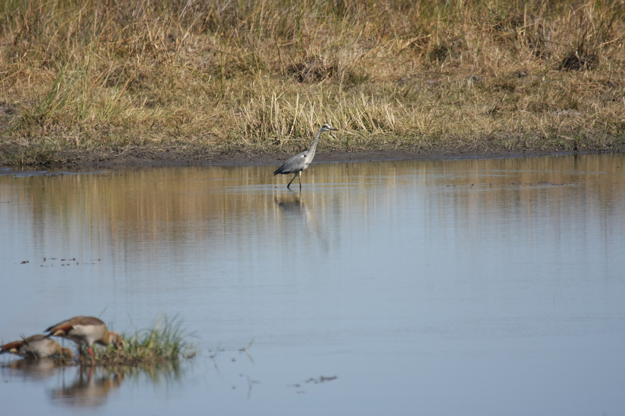 [19742] 2016_06_28_05_33_07_Africa_Canon_EOS_40D_IMG__03090.jpg