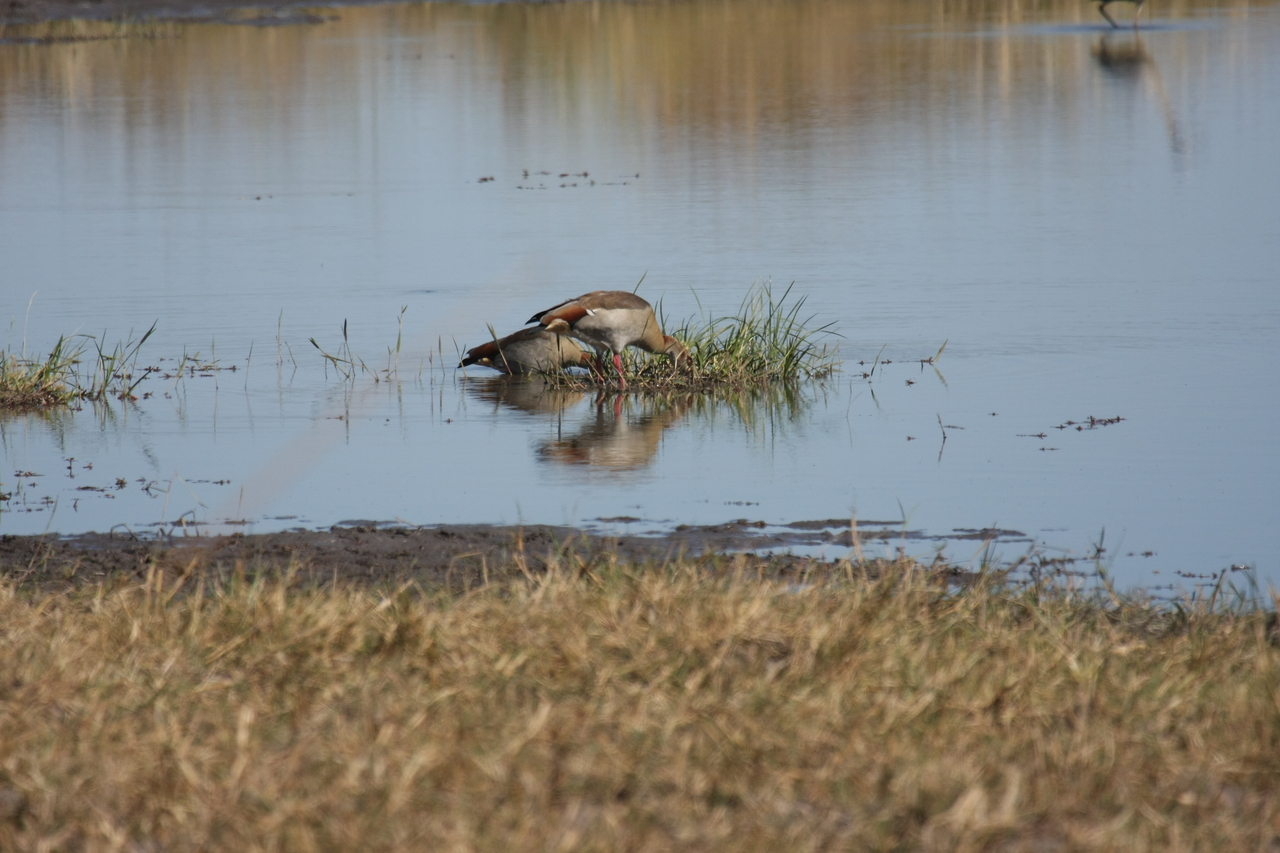 [19752] 2016_06_28_05_33_13_Africa_Canon_EOS_40D_IMG__10540.jpg