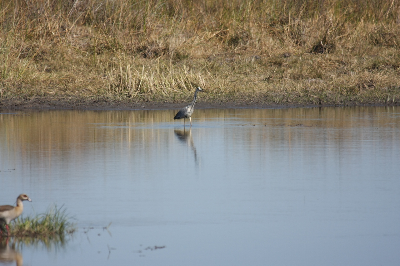 [19754] 2016_06_28_05_33_17_Africa_Canon_EOS_40D_IMG__00708.jpg