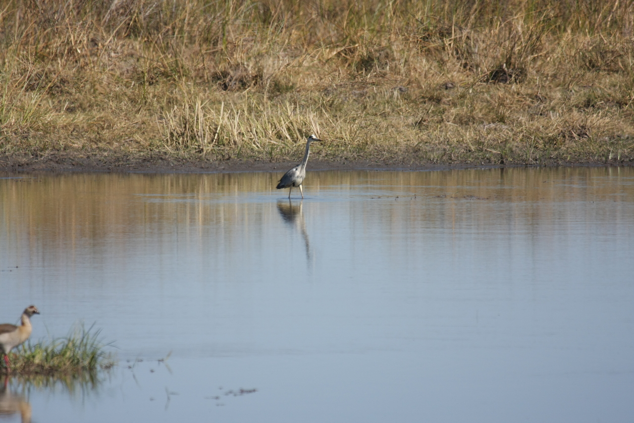 [19758] 2016_06_28_05_33_17_Africa_Canon_EOS_40D_IMG__03096.jpg