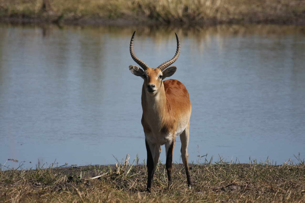 [19769] 2016_06_28_05_33_33_Africa_Canon_EOS_40D_IMG__10545.jpg
