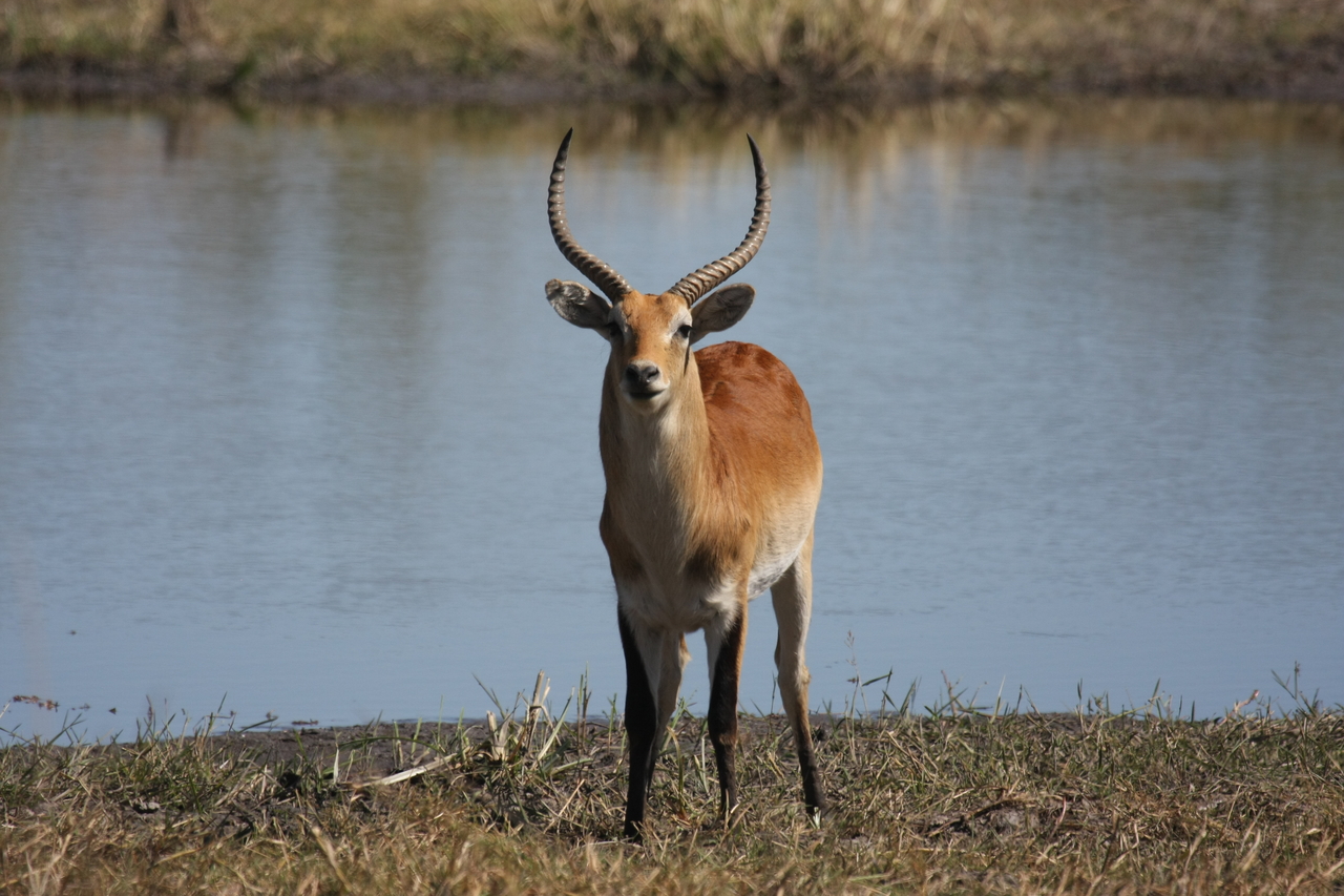 [19774] 2016_06_28_05_33_34_Africa_Canon_EOS_40D_IMG__10549.jpg