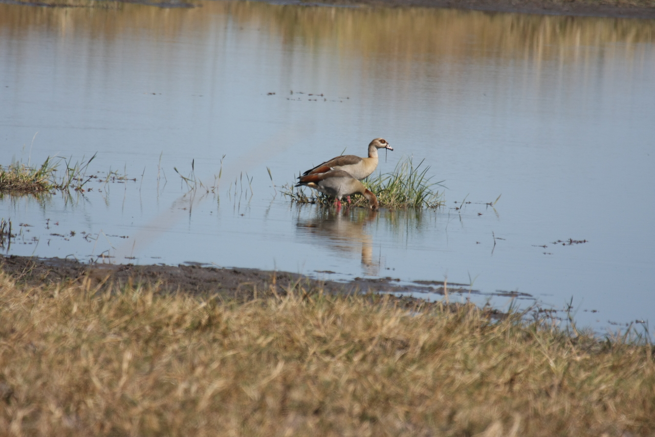 [19781] 2016_06_28_05_33_59_Africa_Canon_EOS_40D_IMG__10550.jpg