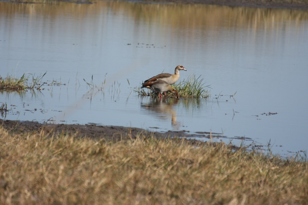 [19782] 2016_06_28_05_33_59_Africa_Canon_EOS_40D_IMG__10551.jpg