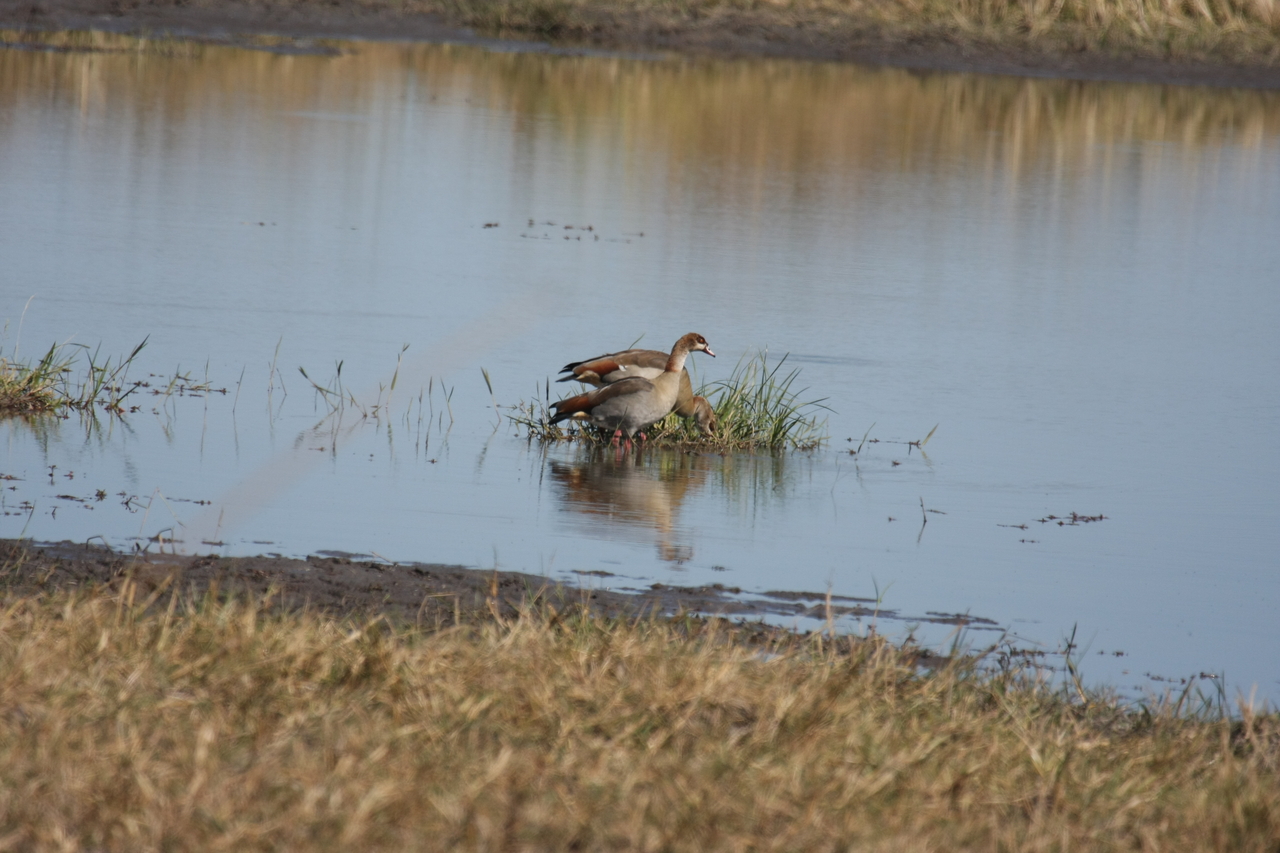 [19787] 2016_06_28_05_34_03_Africa_Canon_EOS_40D_IMG__03106.jpg