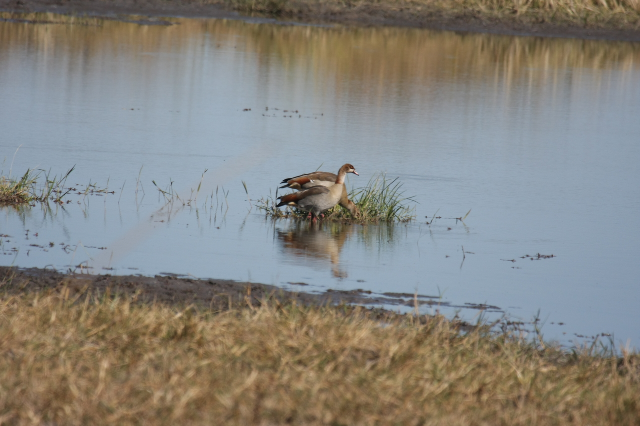 [19791] 2016_06_28_05_34_03_Africa_Canon_EOS_40D_IMG__10554.jpg