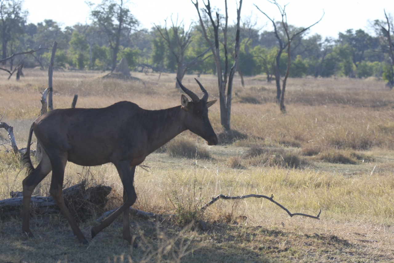 [19974] 2016_06_28_10_22_29_Africa_Canon_EOS_40D_IMG__03109.jpg