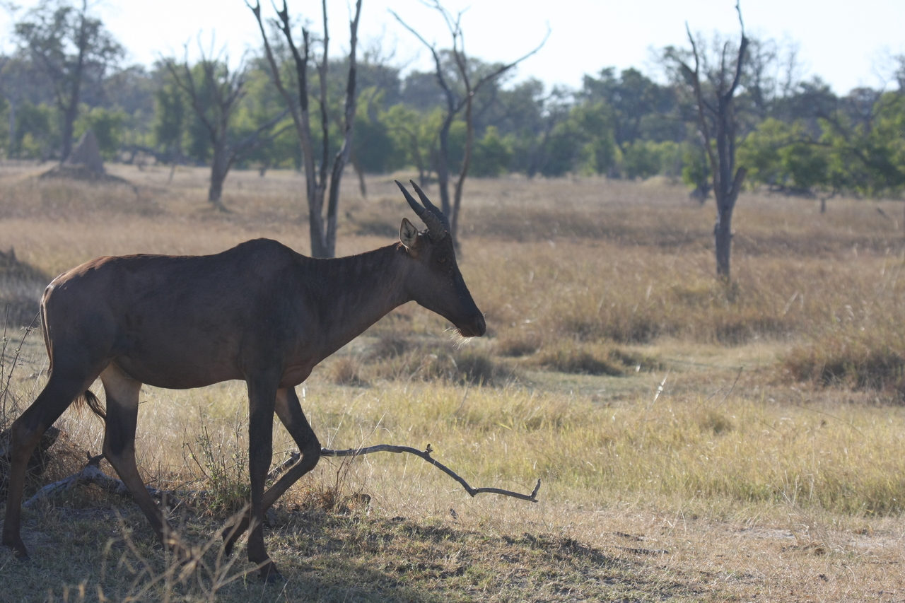 [19976] 2016_06_28_10_22_29_Africa_Canon_EOS_40D_IMG__03112.jpg