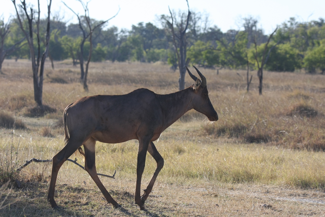 [19983] 2016_06_28_10_22_31_Africa_Canon_EOS_40D_IMG__00727.jpg
