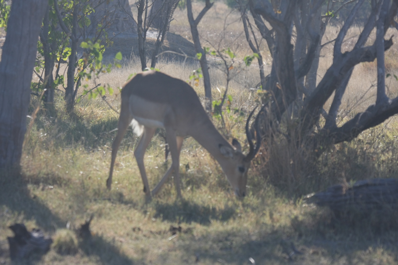 [19986] 2016_06_28_10_22_39_Africa_Canon_EOS_40D_IMG__00728.jpg