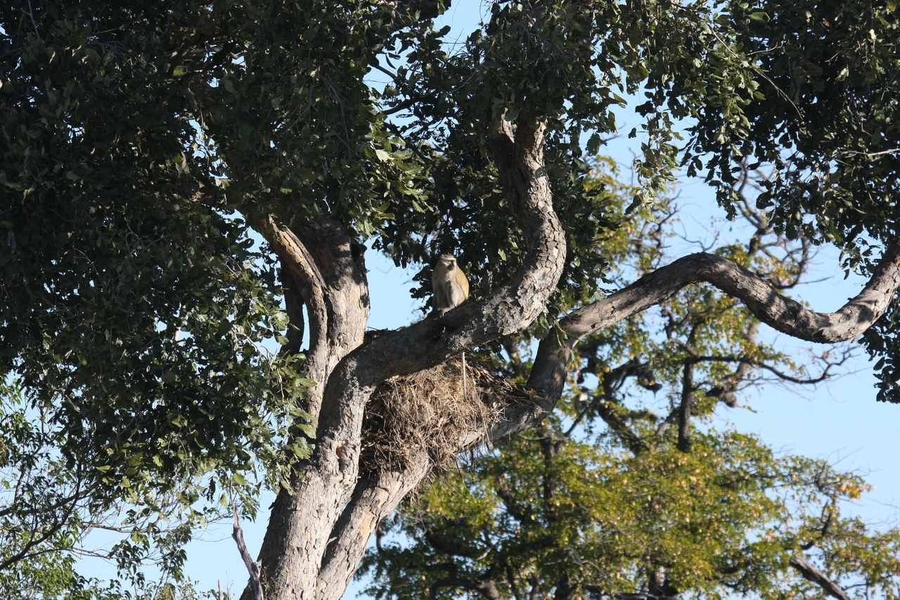 [19993] 2016_06_28_10_27_44_Africa_Canon_EOS_40D_IMG__00731.jpg