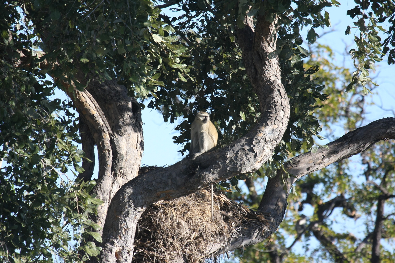 [19999] 2016_06_28_10_28_11_Africa_Canon_EOS_40D_IMG__00733.jpg