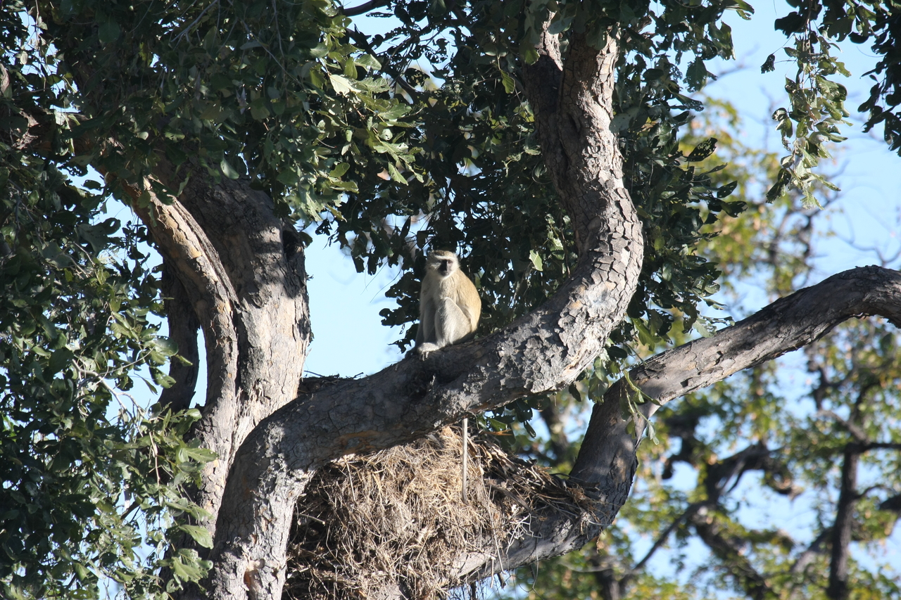 [20005] 2016_06_28_10_28_23_Africa_Canon_EOS_40D_IMG__00736.jpg