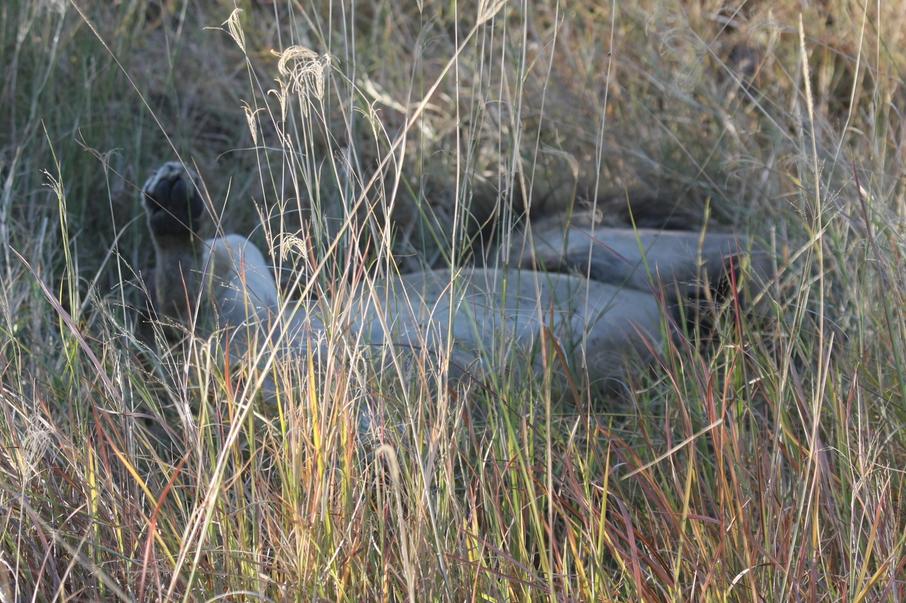 [20042] 2016_06_28_10_49_18_Africa_Canon_EOS_40D_IMG__10575.jpg