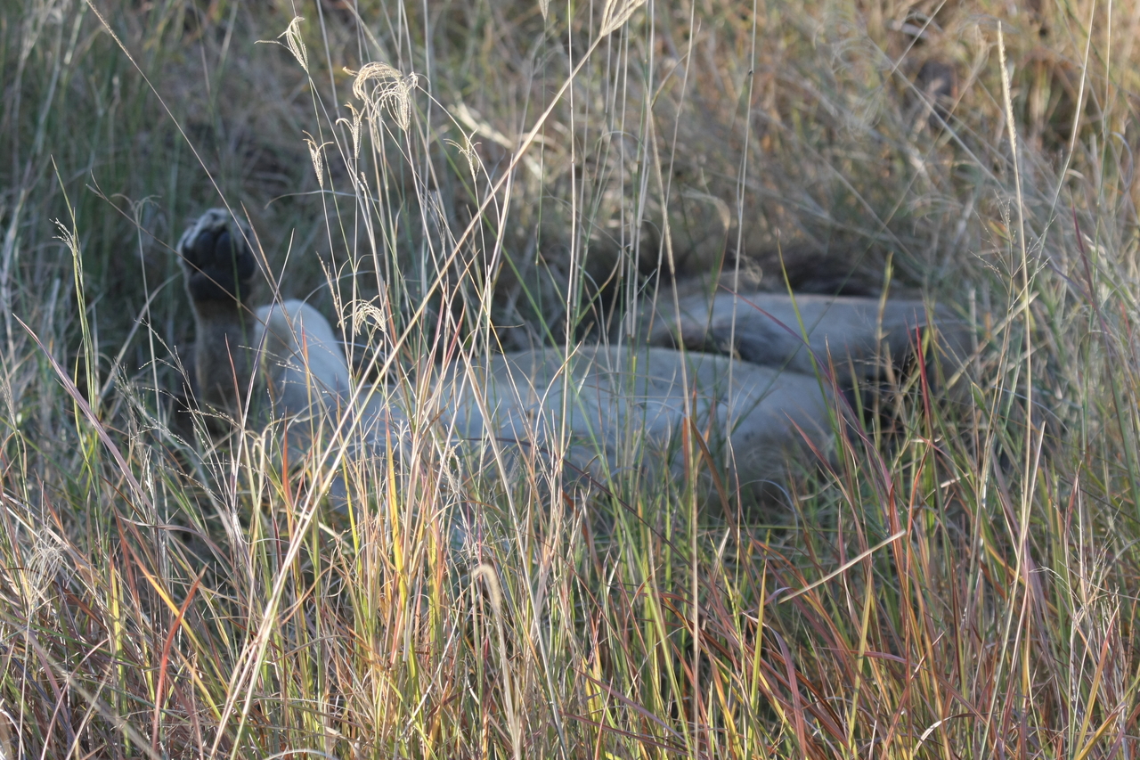 [20043] 2016_06_28_10_49_18_Africa_Canon_EOS_40D_IMG__10576.jpg