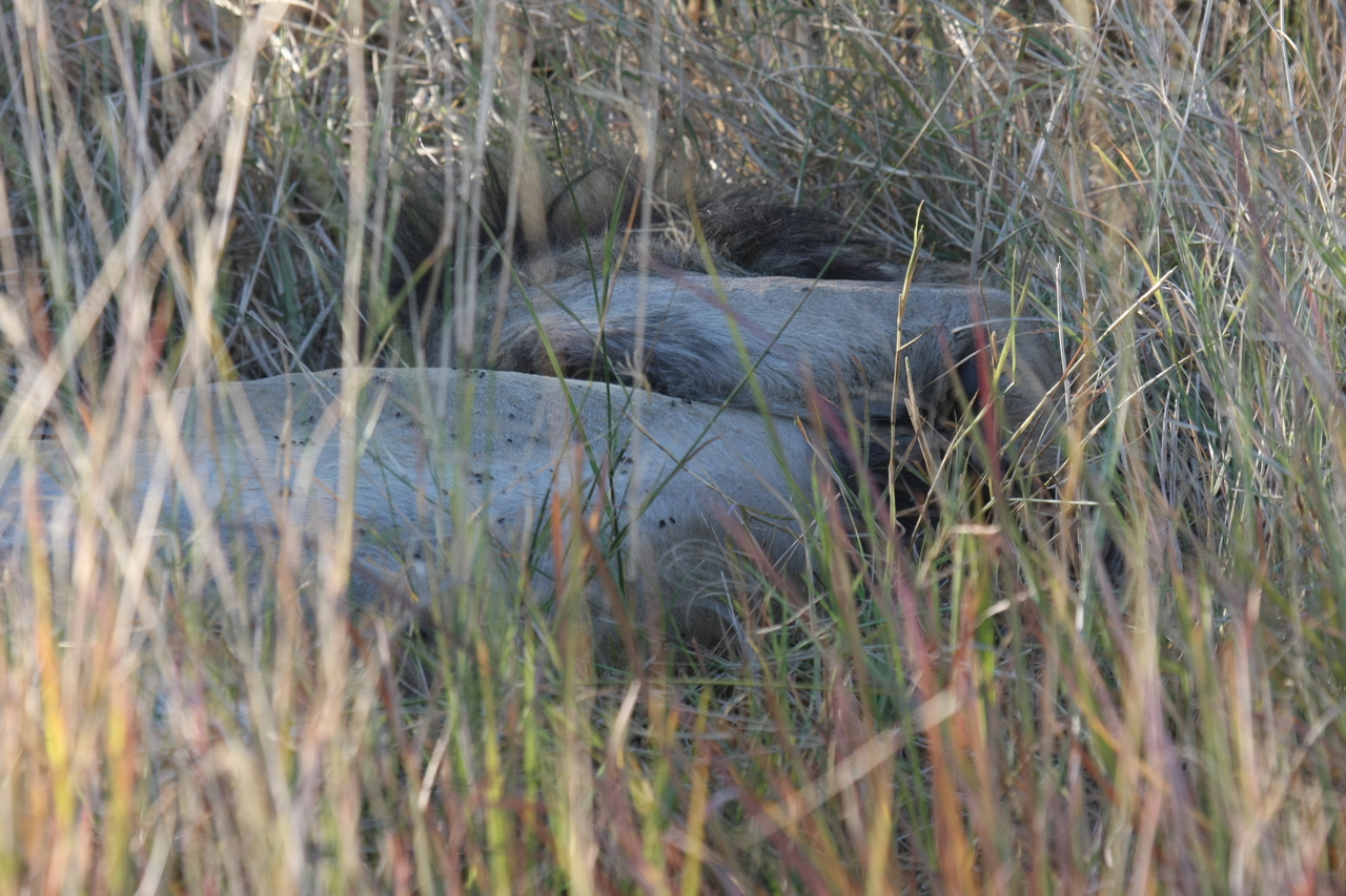 [20050] 2016_06_28_10_49_26_Africa_Canon_EOS_40D_IMG__00745.jpg