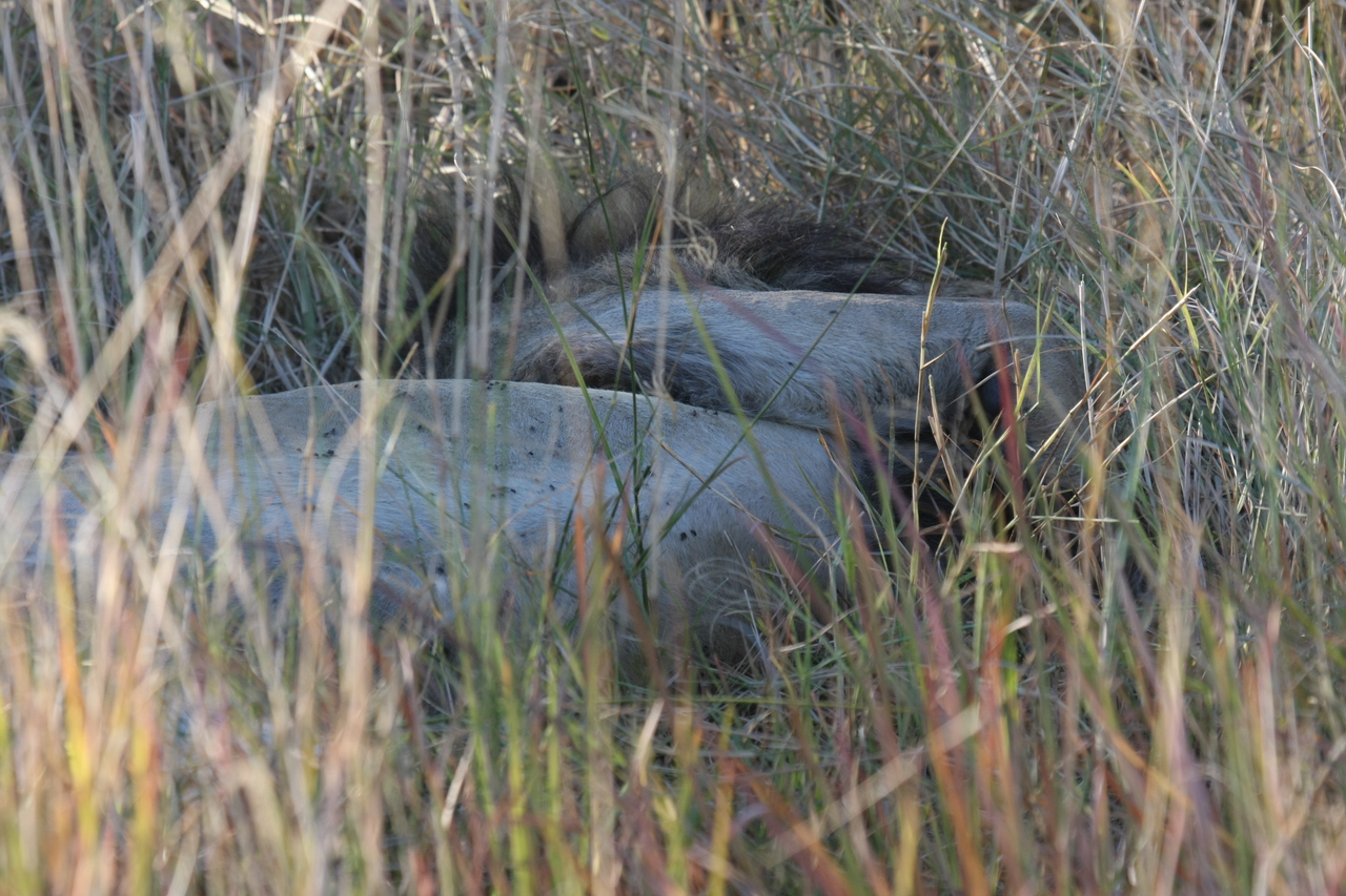 [20051] 2016_06_28_10_49_26_Africa_Canon_EOS_40D_IMG__00747.jpg