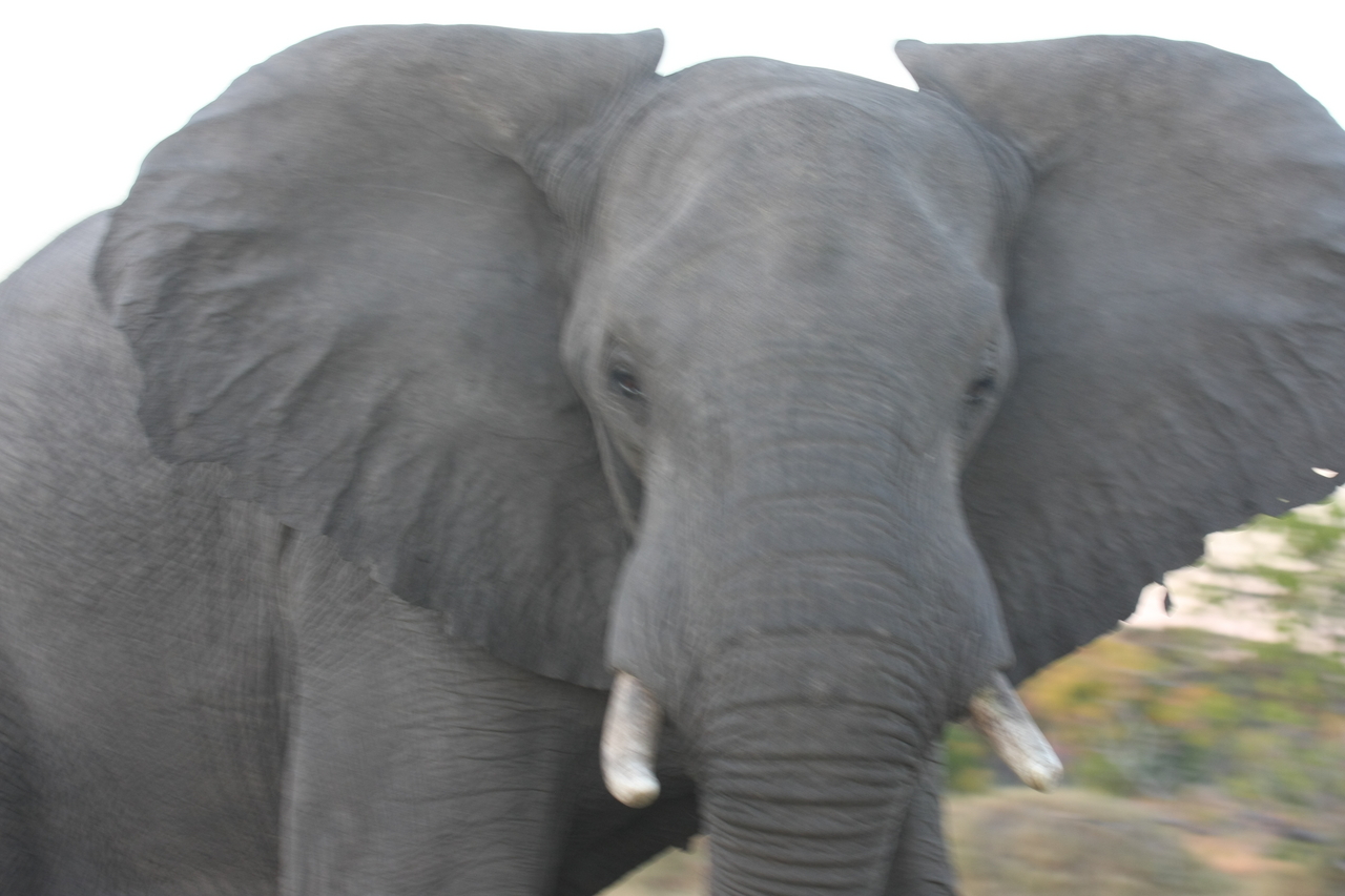 [20117] 2016_06_28_11_52_29_Africa_Canon_EOS_40D_IMG__10586.jpg