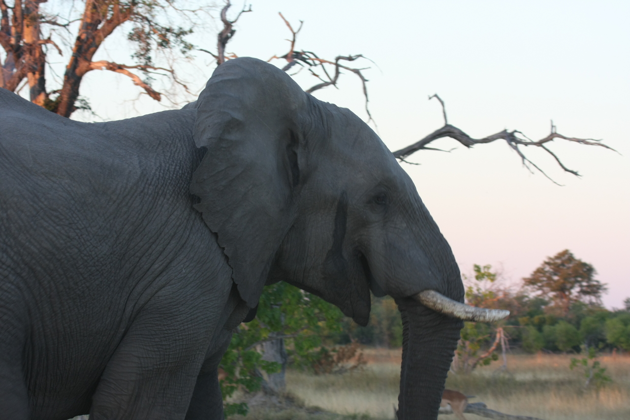 [20118] 2016_06_28_11_52_33_Africa_Canon_EOS_40D_IMG__00753.jpg