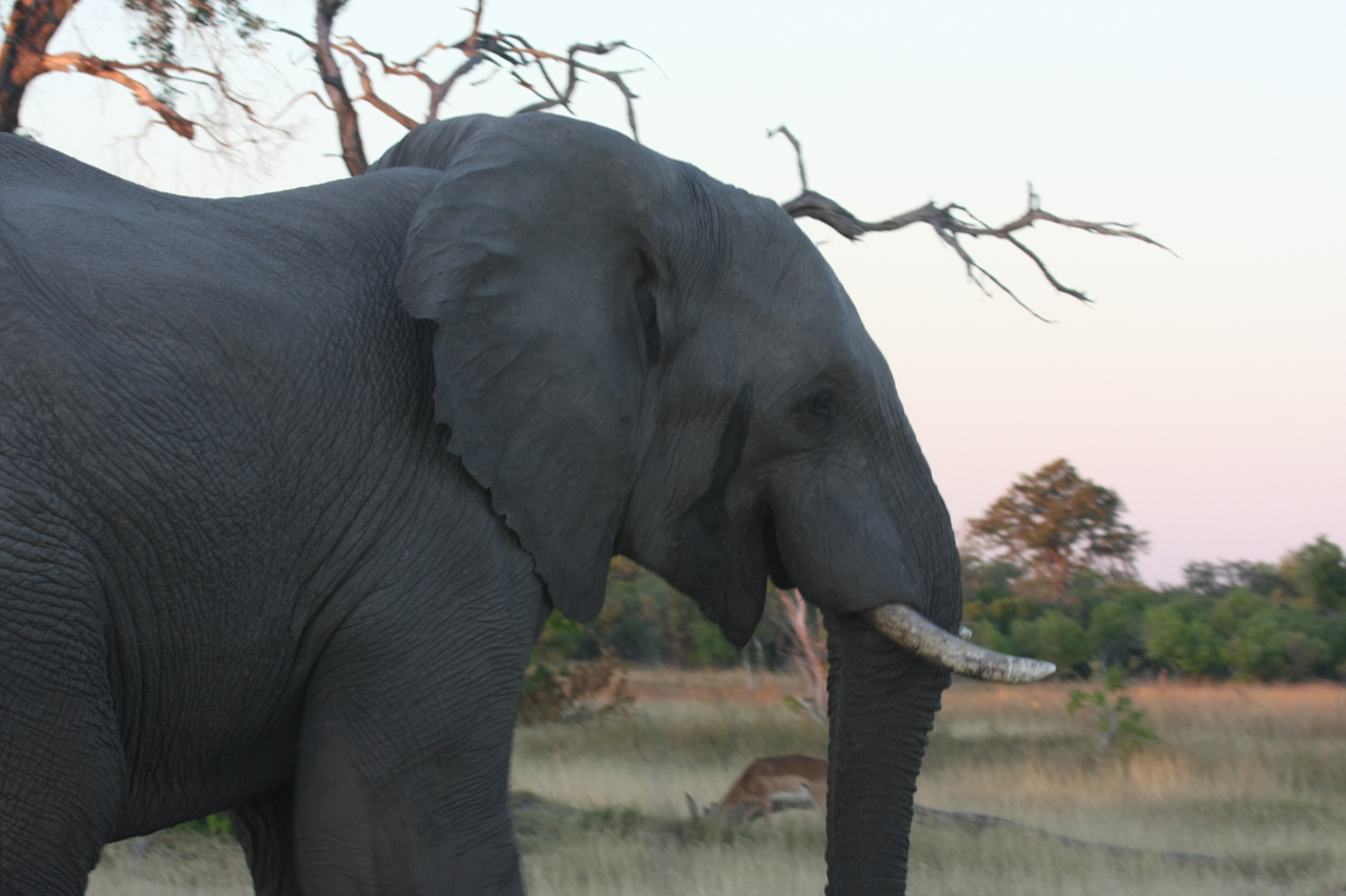 [20119] 2016_06_28_11_52_33_Africa_Canon_EOS_40D_IMG__00754.jpg