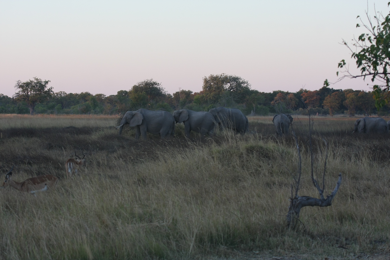 [20126] 2016_06_28_11_52_42_Africa_Canon_EOS_40D_IMG__03142.jpg