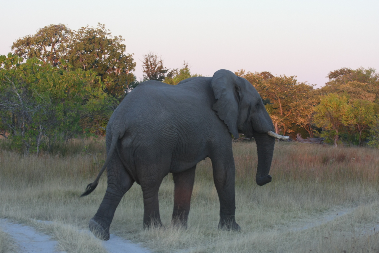 [20135] 2016_06_28_11_52_52_Africa_Canon_EOS_40D_IMG__10593.jpg