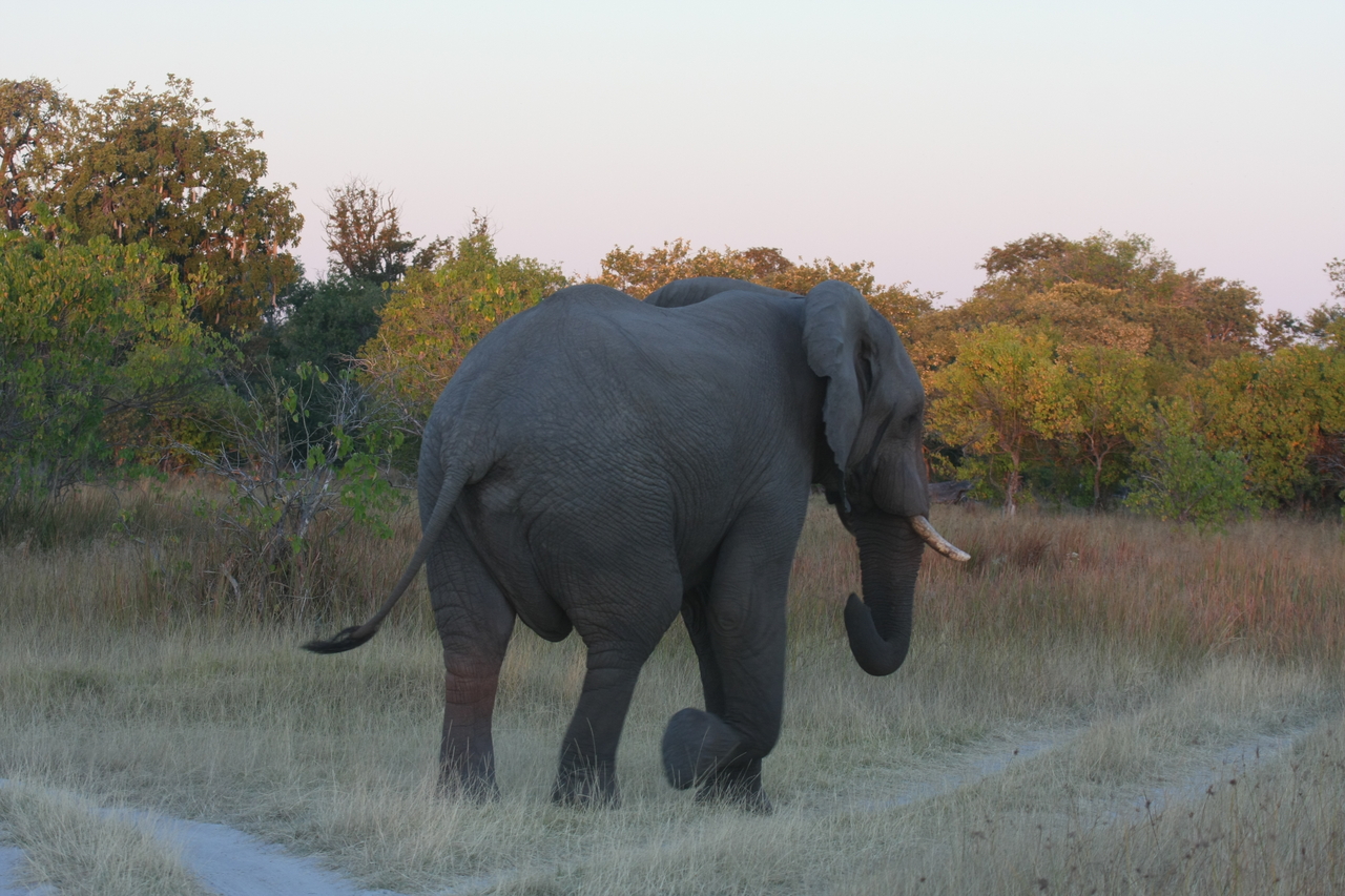 [20138] 2016_06_28_11_52_53_Africa_Canon_EOS_40D_IMG__10594.jpg
