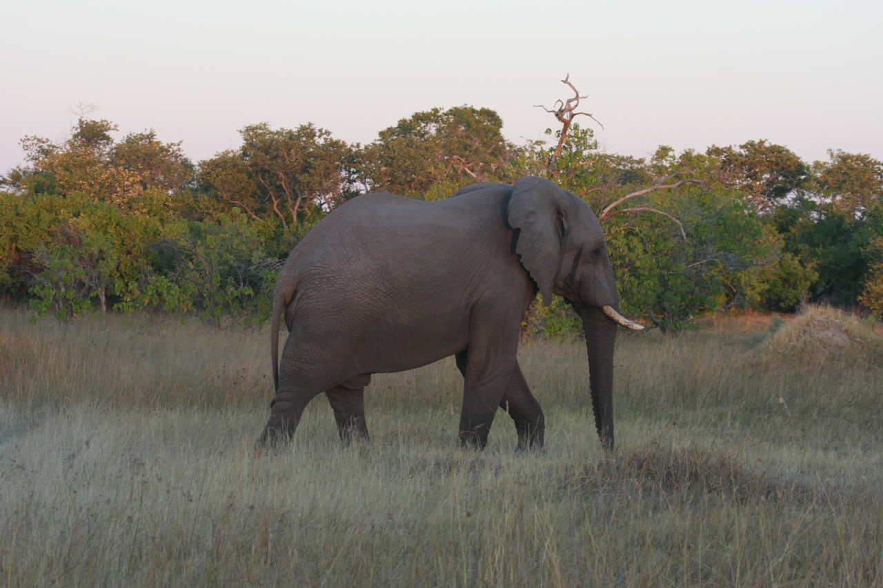 [20139] 2016_06_28_11_53_01_Africa_Canon_EOS_40D_IMG__00761.jpg