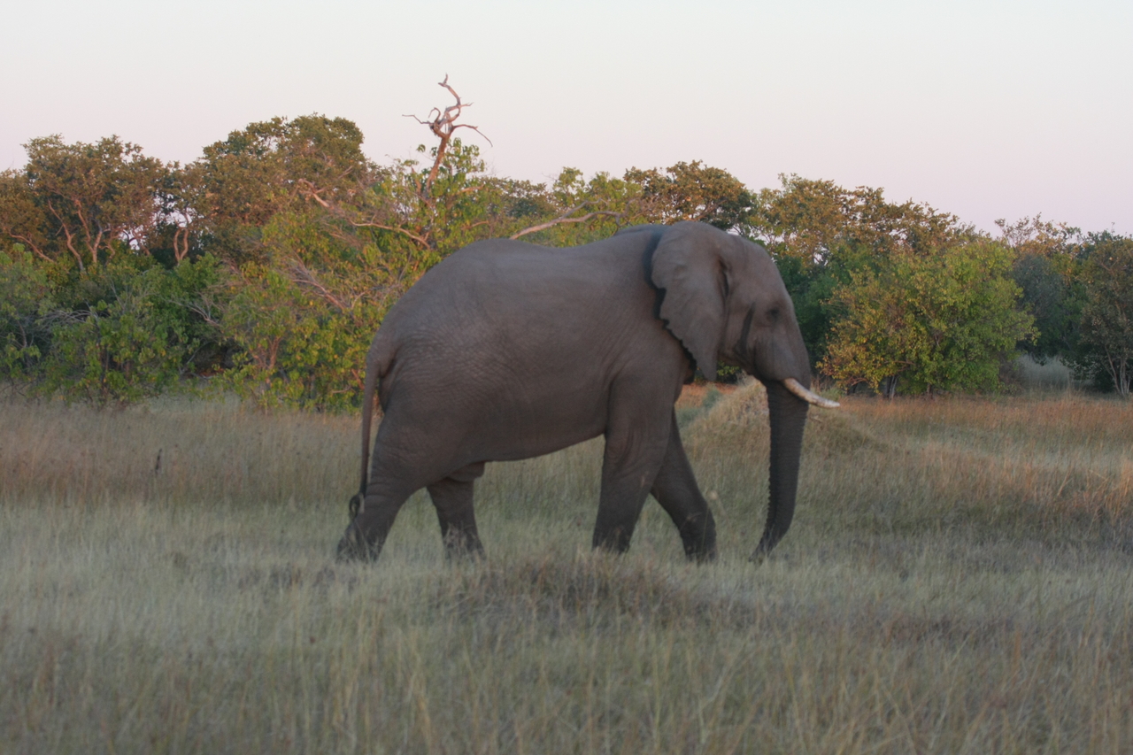 [20145] 2016_06_28_11_53_04_Africa_Canon_EOS_40D_IMG__00763.jpg