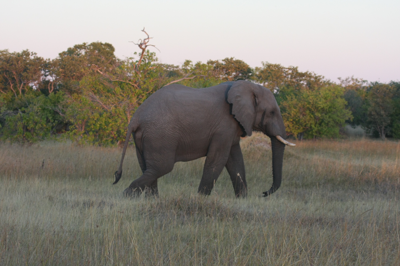 [20150] 2016_06_28_11_53_04_Africa_Canon_EOS_40D_IMG__10598.jpg