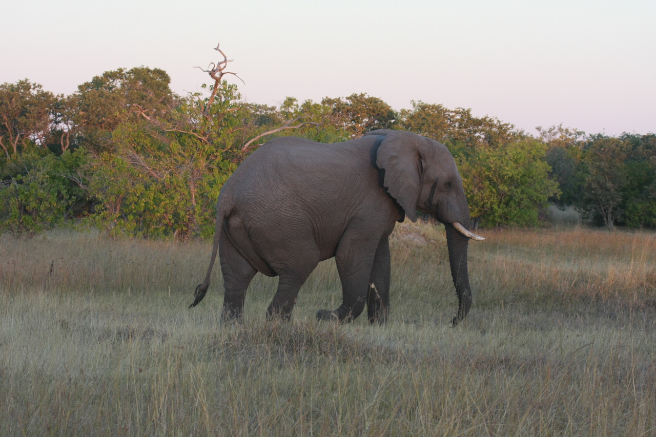 [20152] 2016_06_28_11_53_05_Africa_Canon_EOS_40D_IMG__03152.jpg