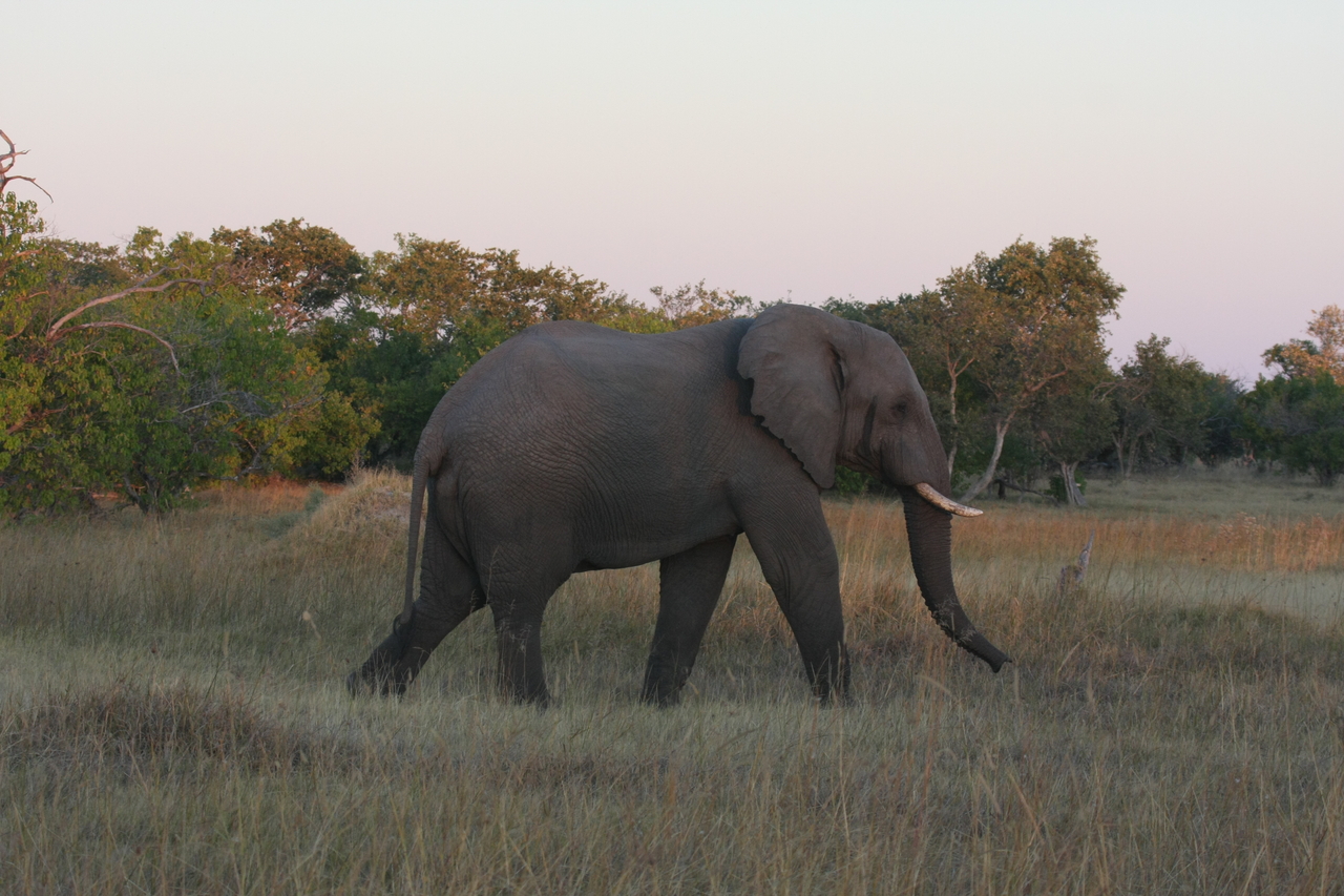 [20154] 2016_06_28_11_53_08_Africa_Canon_EOS_40D_IMG__00766.jpg