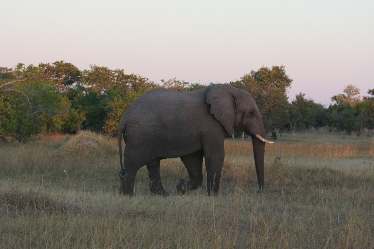 [20162] 2016_06_28_11_53_09_Africa_Canon_EOS_40D_IMG__10603.jpg