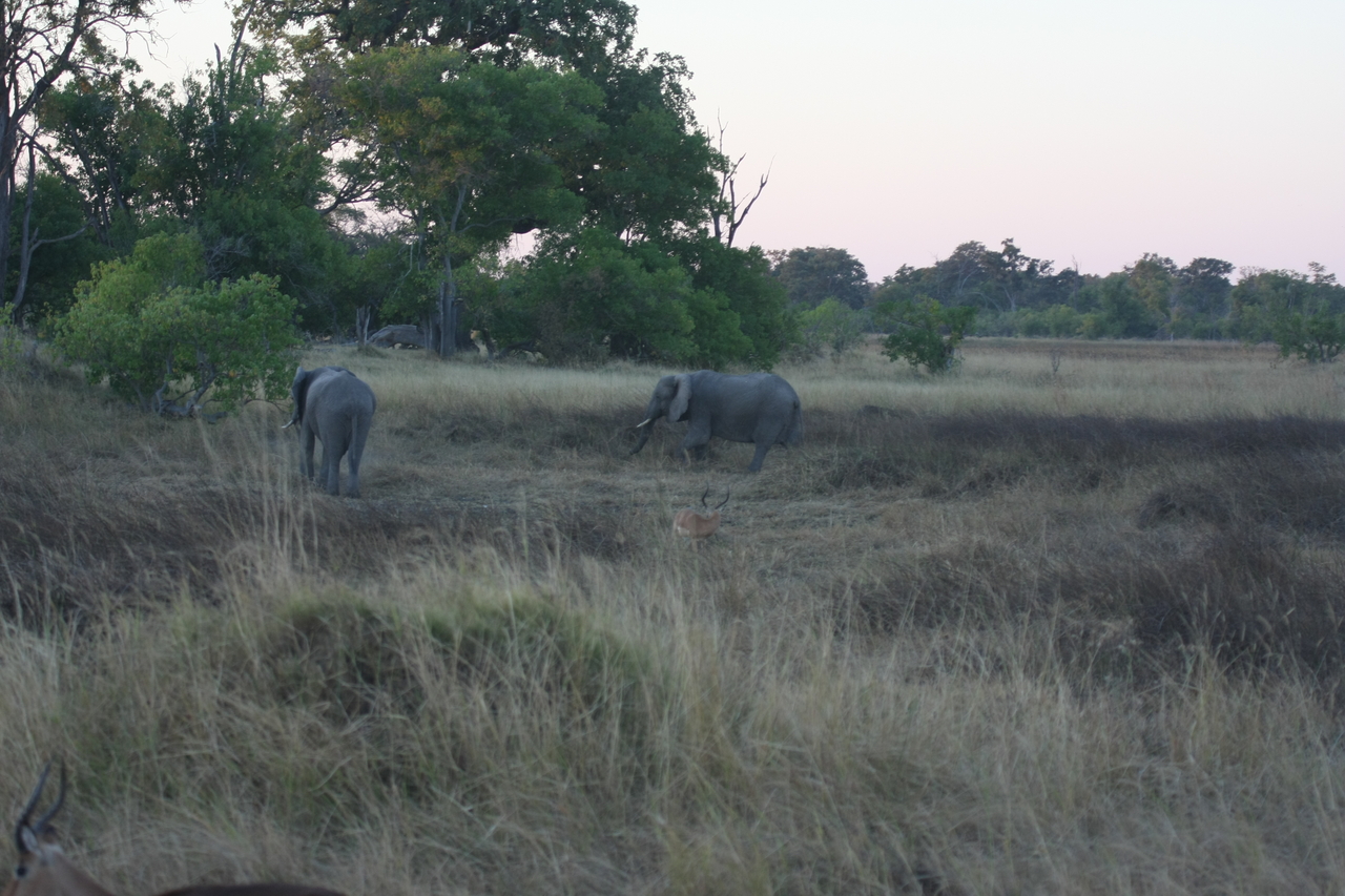 [20186] 2016_06_28_11_54_21_Africa_Canon_EOS_40D_IMG__10611.jpg