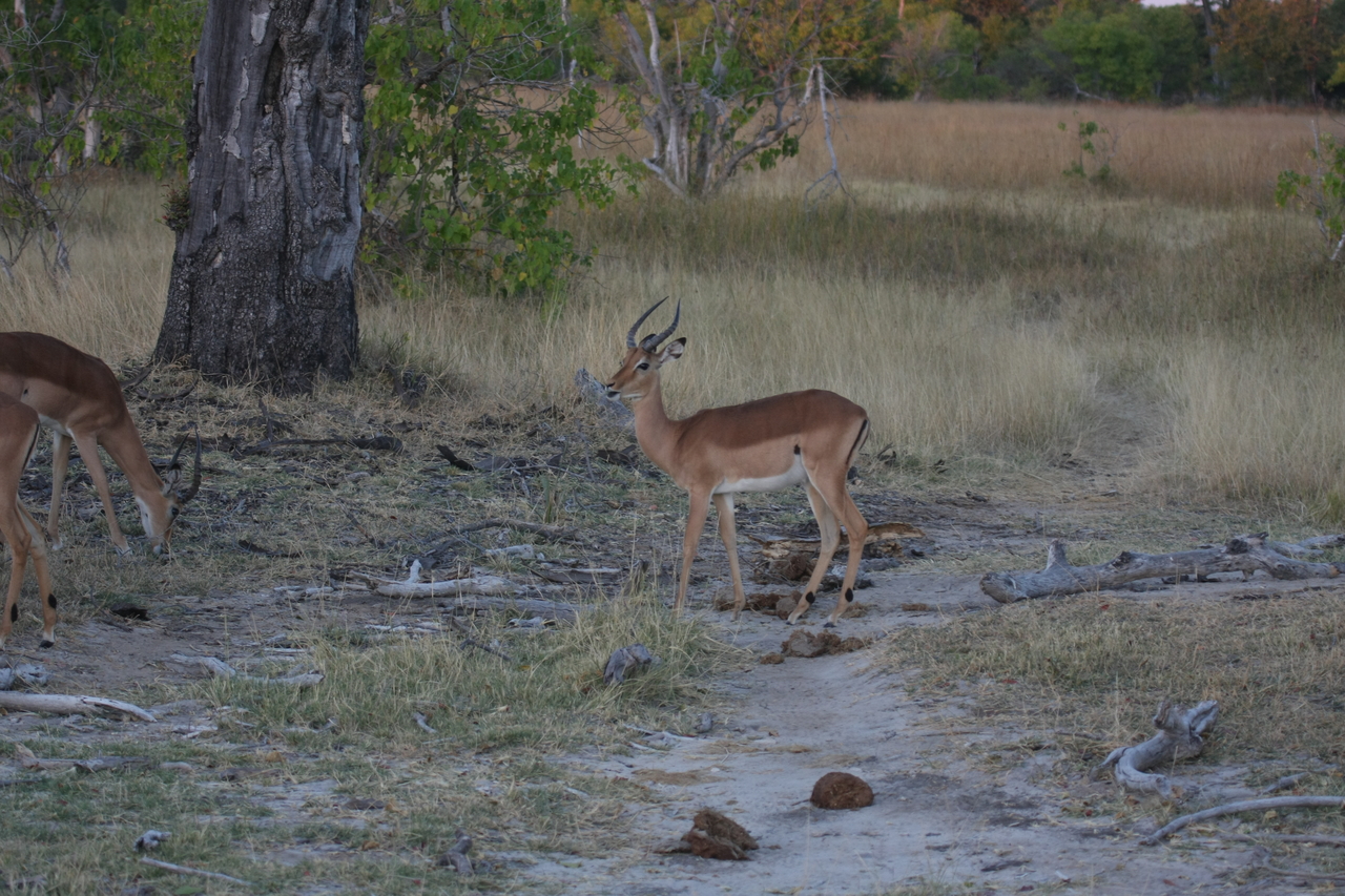 [20192] 2016_06_28_11_54_29_Africa_Canon_EOS_40D_IMG__10615.jpg