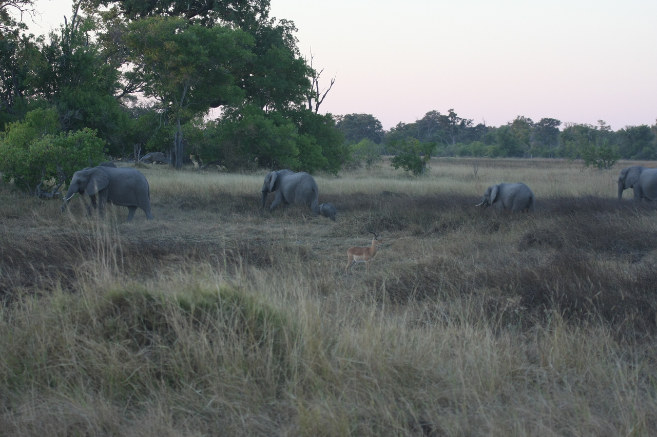 [20208] 2016_06_28_11_55_13_Africa_Canon_EOS_40D_IMG__10617.jpg