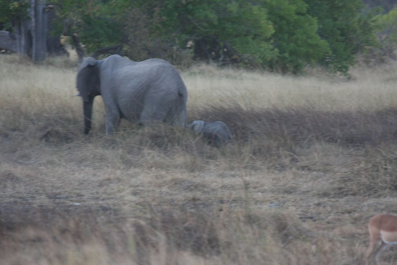 [20210] 2016_06_28_11_55_18_Africa_Canon_EOS_40D_IMG__03171.jpg