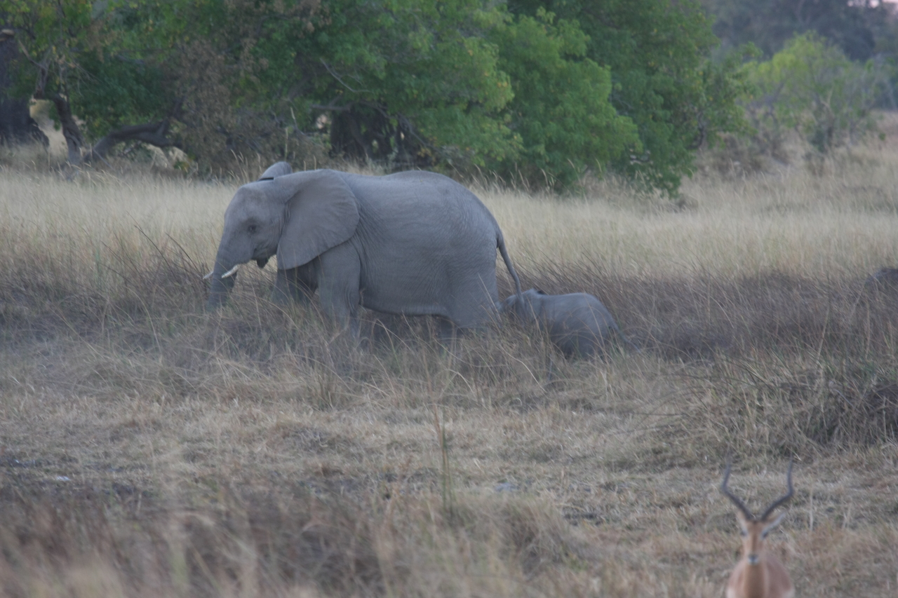 [20223] 2016_06_28_11_55_47_Africa_Canon_EOS_40D_IMG__10620.jpg