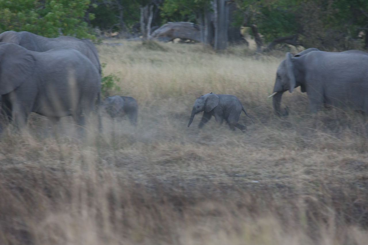 [20228] 2016_06_28_11_55_51_Africa_Canon_EOS_40D_IMG__03175.jpg