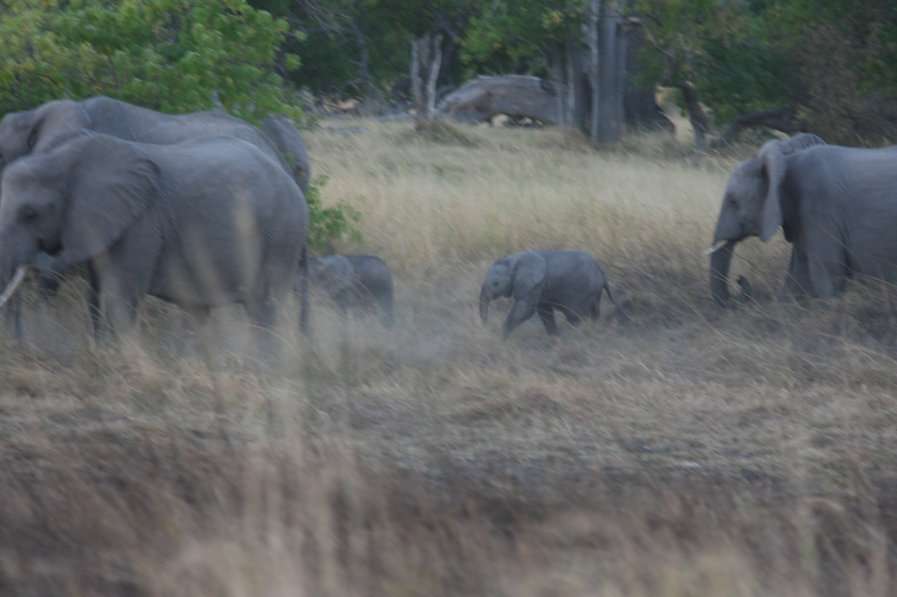 [20232] 2016_06_28_11_55_51_Africa_Canon_EOS_40D_IMG__10623.jpg
