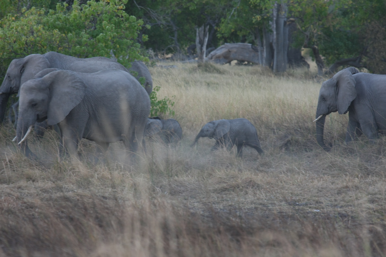 [20235] 2016_06_28_11_55_52_Africa_Canon_EOS_40D_IMG__03177.jpg
