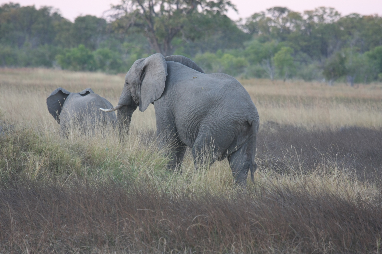 [20240] 2016_06_28_11_56_20_Africa_Canon_EOS_40D_IMG__00794.jpg